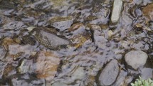 Close up of water running over rocks in a creek