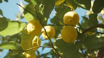 Lemon Fruit On A Tree Of Catania In Sicily Countryside