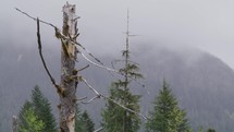 A dead tree stands in front of a foggy mountain