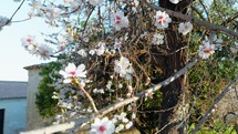 Pink Almond Flower For Spring Season In Calabria Countryside