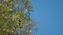 Olive tree with sky copy space background in Calabria