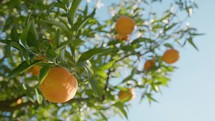 The Orange Fruit Of Calabria In Italy