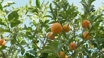 Orange Fruit Of Sicily Island In Italy
