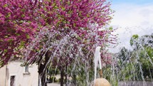 Purple blossom tree near a fountain in Spring