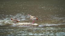 Two Egyptian Geese Standing in Shallow Water.
