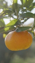 Fresh Orange Fruit Tree In Sicily Land