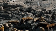 Cormorants And Basking Fur Seals On A Rocky Island In The Beagle Channel Near Ushuaia, Argentina. Aerial Drone Shot	