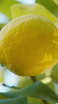 Yellow Lemon Fruit Of Taormina Countryside Cultivation In Sicily Island