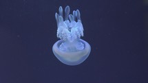 Underwater view of barrel jellyfish