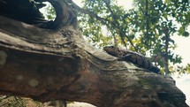 Large lizards in the rainforest jungle of a tropical country 