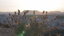A closeup of a mountain plant against evening 