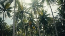 Tropical trees and plant life in the rainforest jungles of Costa Rica