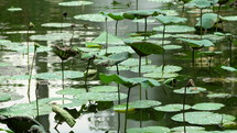 Lily Pads Over Still Lake Water With Reflection. Close-up Shot