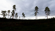 A grove of tall trees in silhouette against an overcast sky found in Willingham Woods near Market Rasen, Lincolnshire, England, United Kingdom