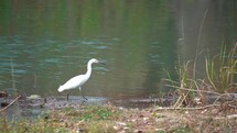 White Egret Walking Through Water Slowly