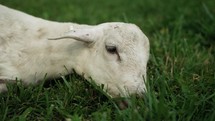 A young sheep laying on the ground on green grass in cinematic slow motion.