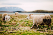 goats on a farm in Iceland 