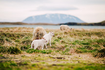 fuzzy baby goats in Iceland 