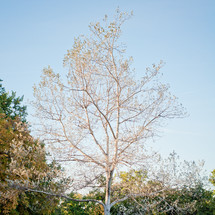 bare tree in early spring 