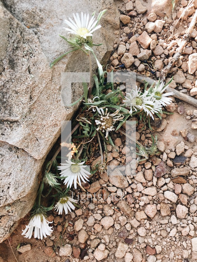 flowers growing in a crack 