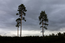 A grove of tall trees in silhouette against an overcast sky found in Willingham Woods near Market Rasen, Lincolnshire, England, United Kingdom