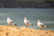 seagulls on a beach 