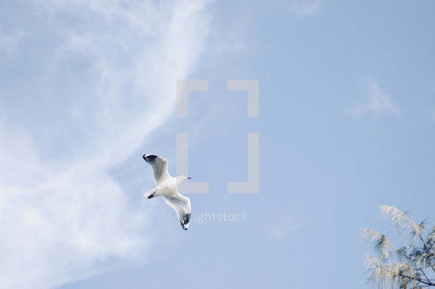 soaring sea gull 