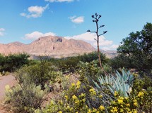 desert vegetation 