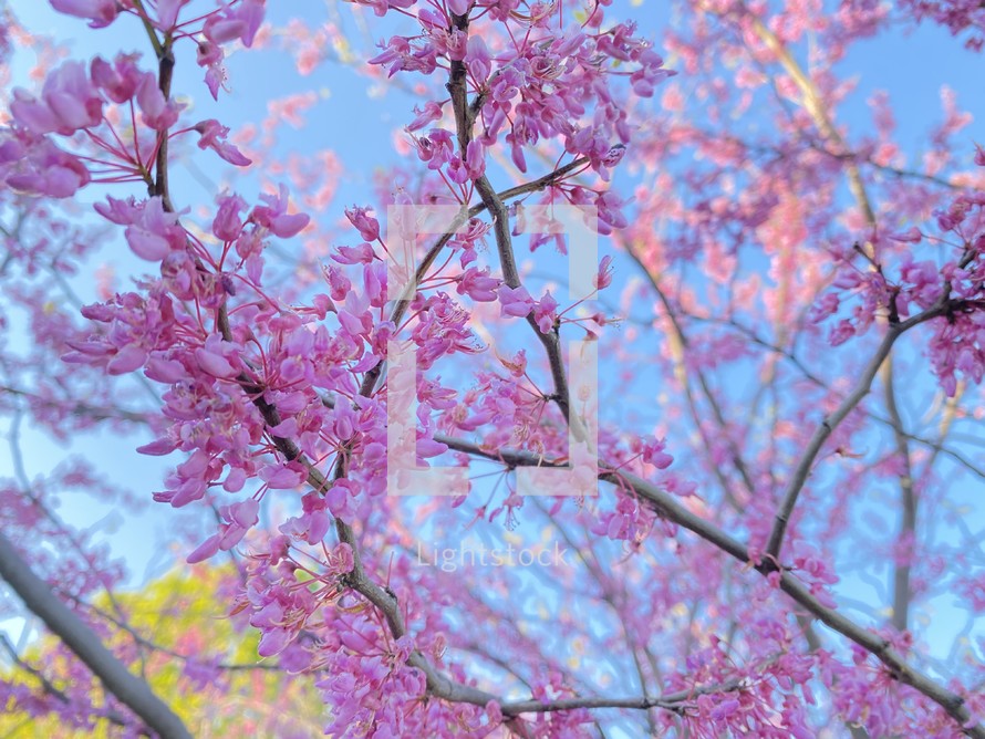 Blooming redbud tree branches against blue sky
