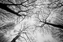 looking up at bare winter trees