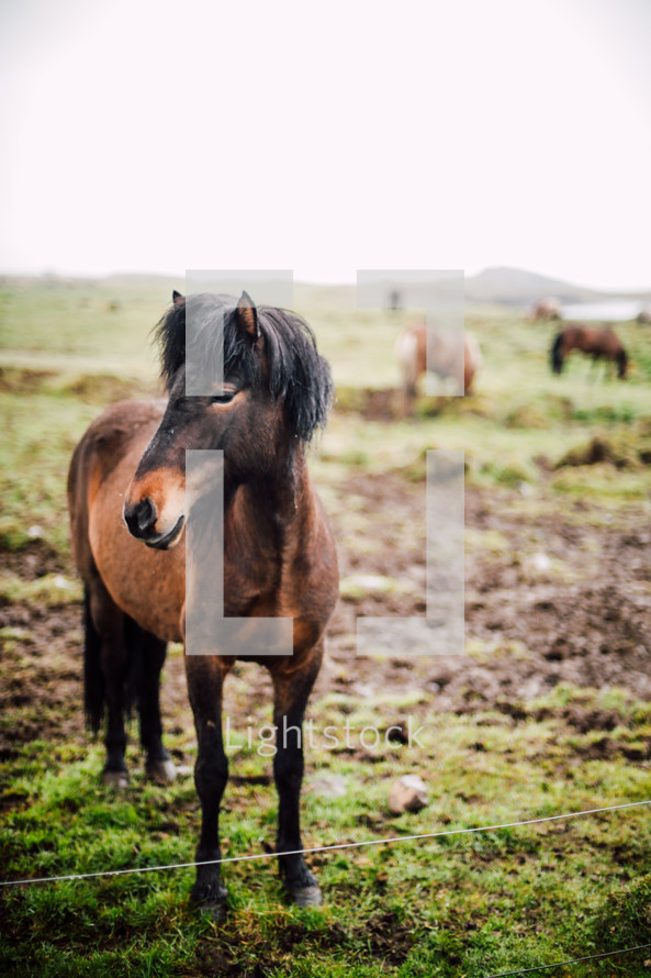 horses in a pasture in Iceland 