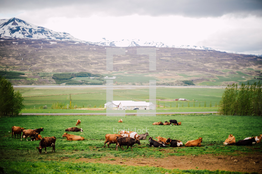 cattle in Iceland 