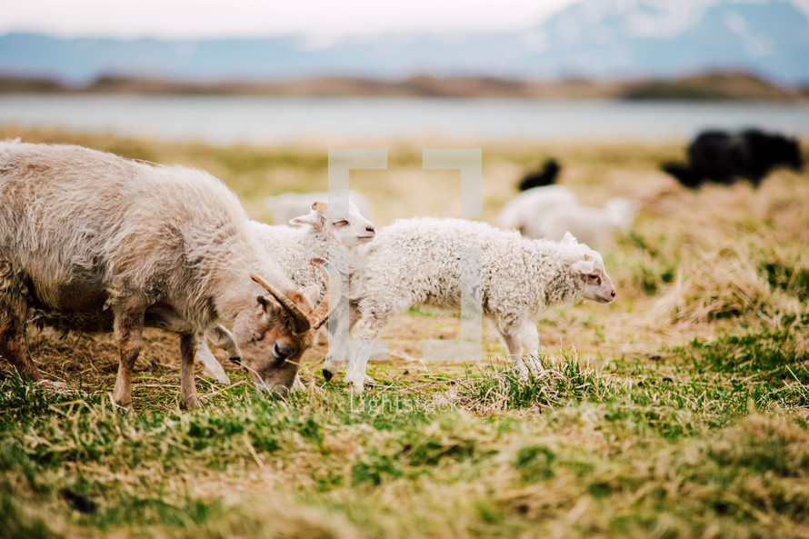 goats on a farm in Iceland 
