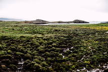 green marshy landscape in Iceland 