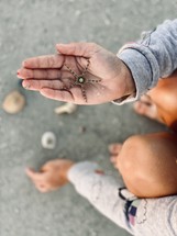 starfish in a hand 