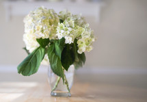 white hydrangeas in a vase 