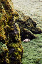 goats on a green hillside 