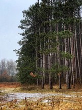 tall pine trees in a marshy landscape 