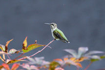 hummingbird on a branch 