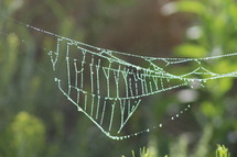dew drops on spider webs 