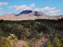 desert vegetation 