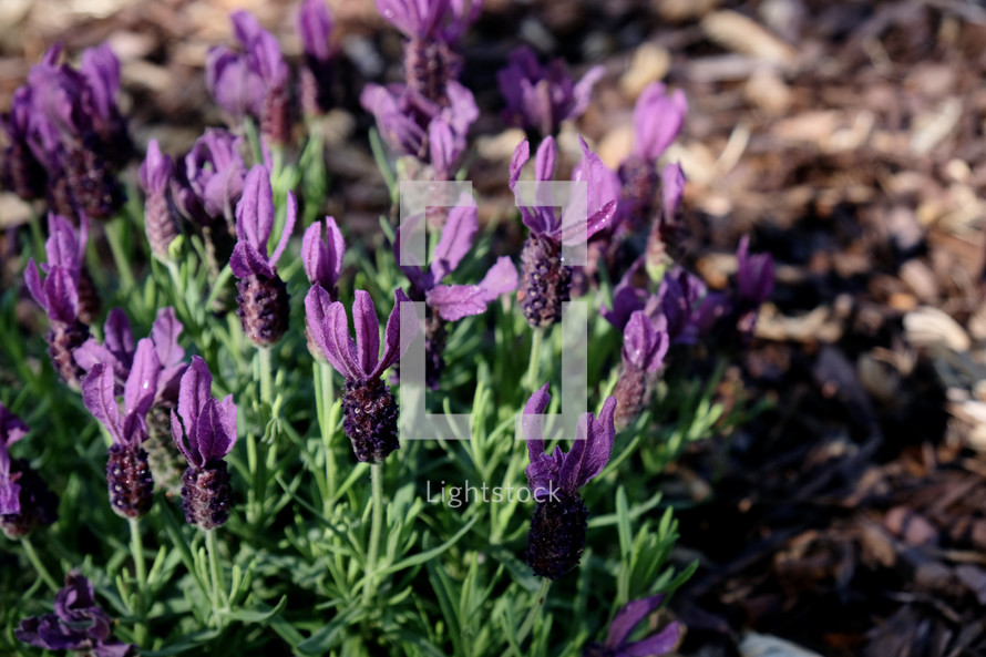 purple flowers outdoors 