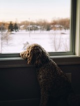 dog looking out a window at snow 