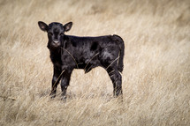 calf in a field 