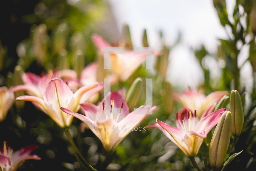 Pink lilies in the sunlight. 