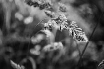 sunlight on a plant in black and white 