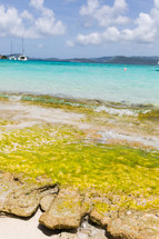 catamarans in a bay and seaweeds on a shore 