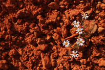 Tiny wildflowers growing out of sandstone dirt.