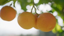 Production Of Fresh Orange Fruit In Sicily Island