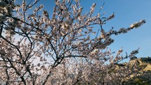 Beautiful Blooming Almond Tree On A Rural Landscape 